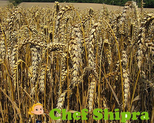 गेहूं की बालों के रस पीने के फायदे