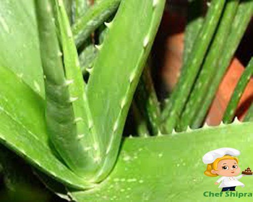 एलोविरा के जूस के फायदे जानकार आप हो जाएंगे हैरान